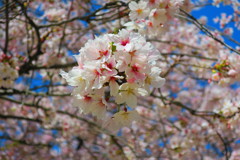 IMG_6981