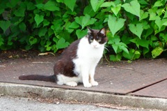 野良猫DSC04898