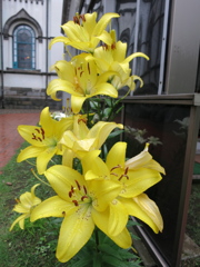 百合の花IMG_0921