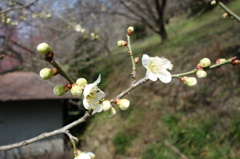 梅の花DSC01544