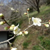 梅の花DSC01544