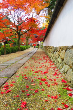 天野山金剛寺紅葉　令和元年IMG_9909