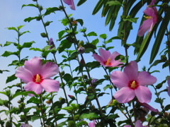 夏の花IMG_1016