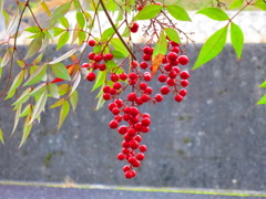 南天IMG_4547