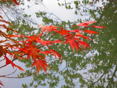 もみじIMG_3569