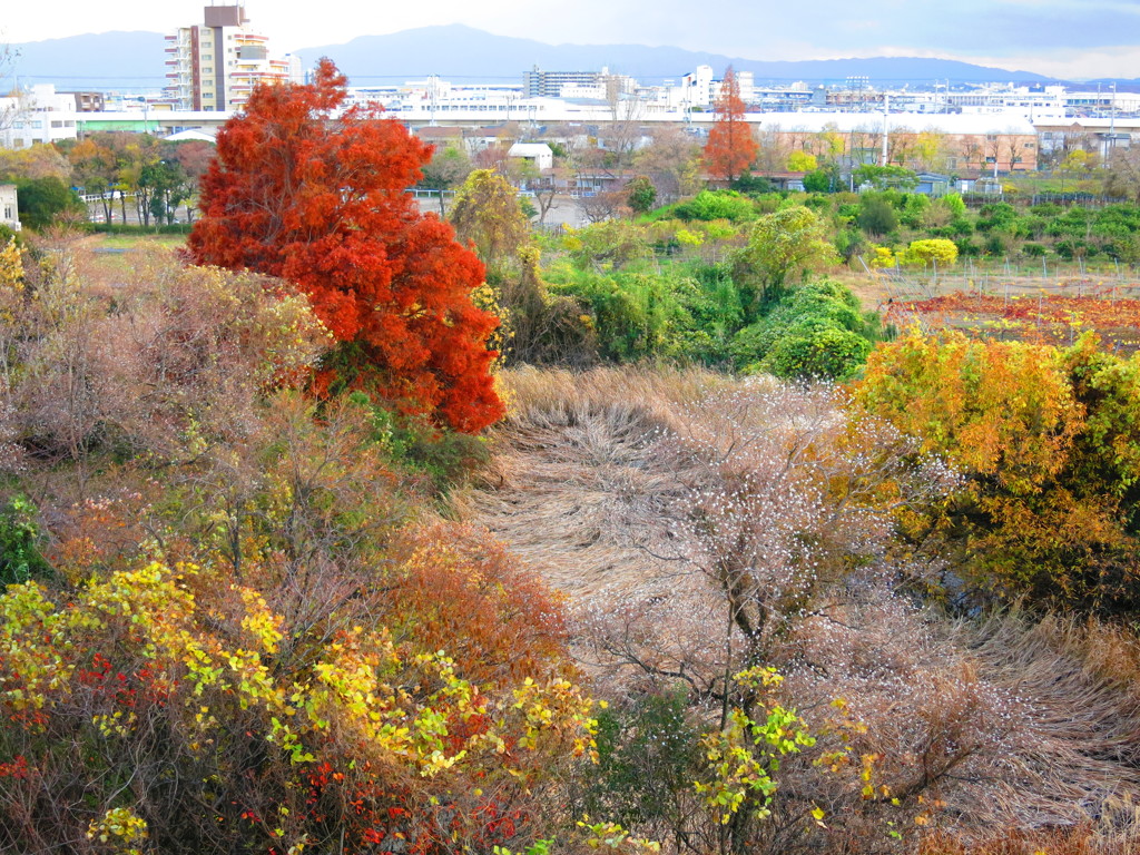 晩秋IMG_4024
