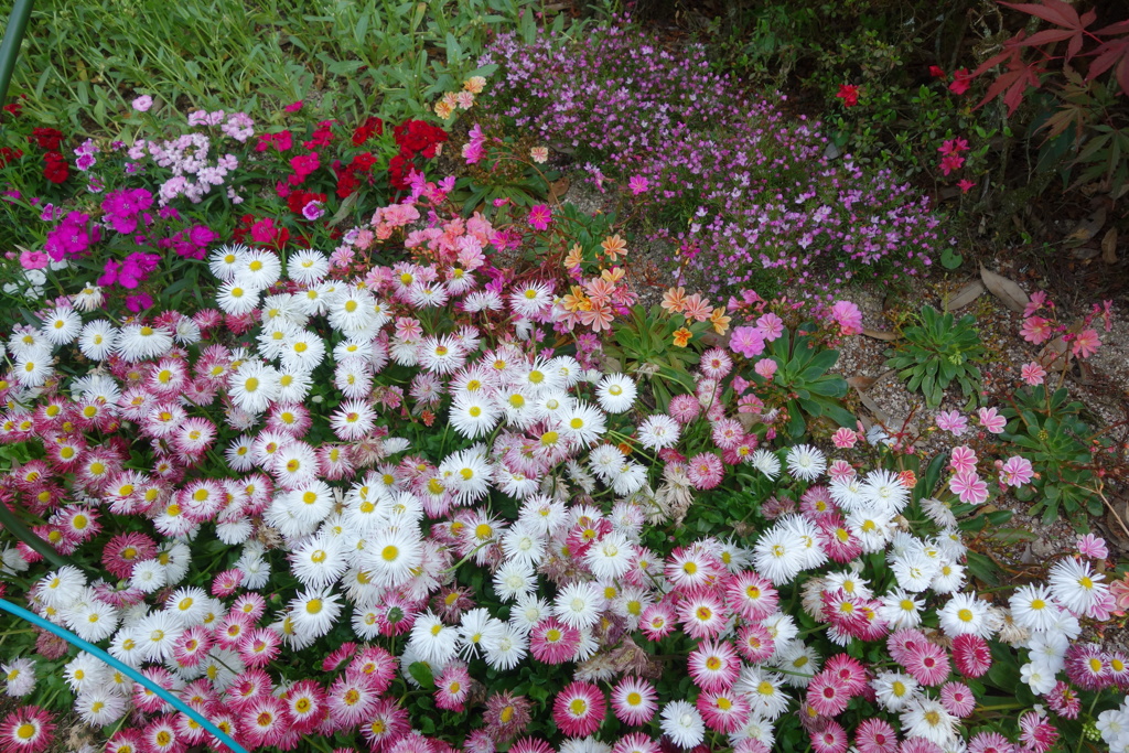 DSC07966