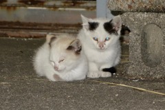 仔猫誕生DSC08316