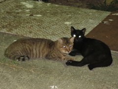 野良猫IMG_1784