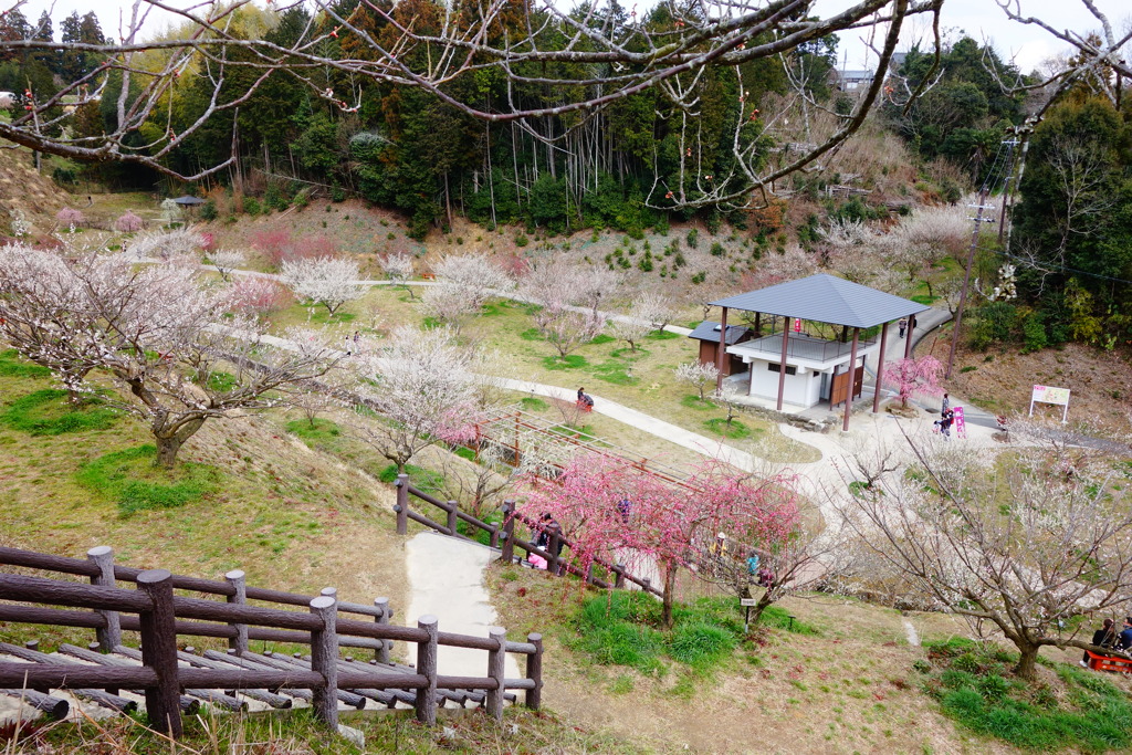 月ケ瀬　DSC02425