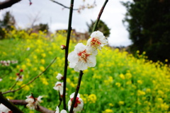 DSC07185