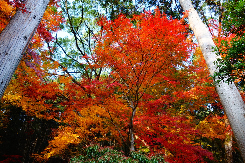 醍醐寺DSC01766
