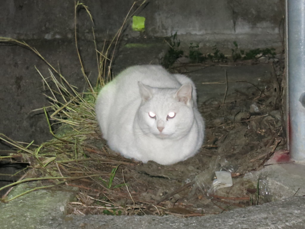 にらみを利かすMG_3987
