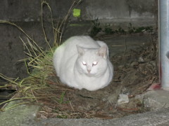 にらみを利かすMG_3987