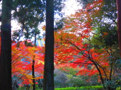紅葉　観心寺IMG_3503