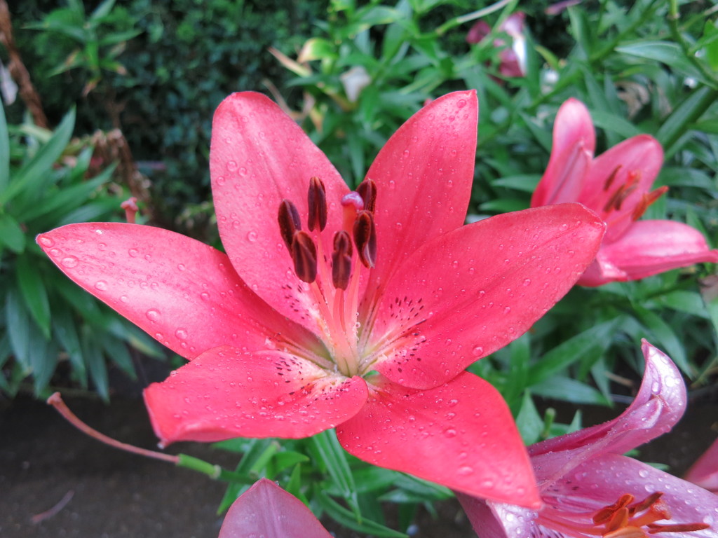 I花MG_0931