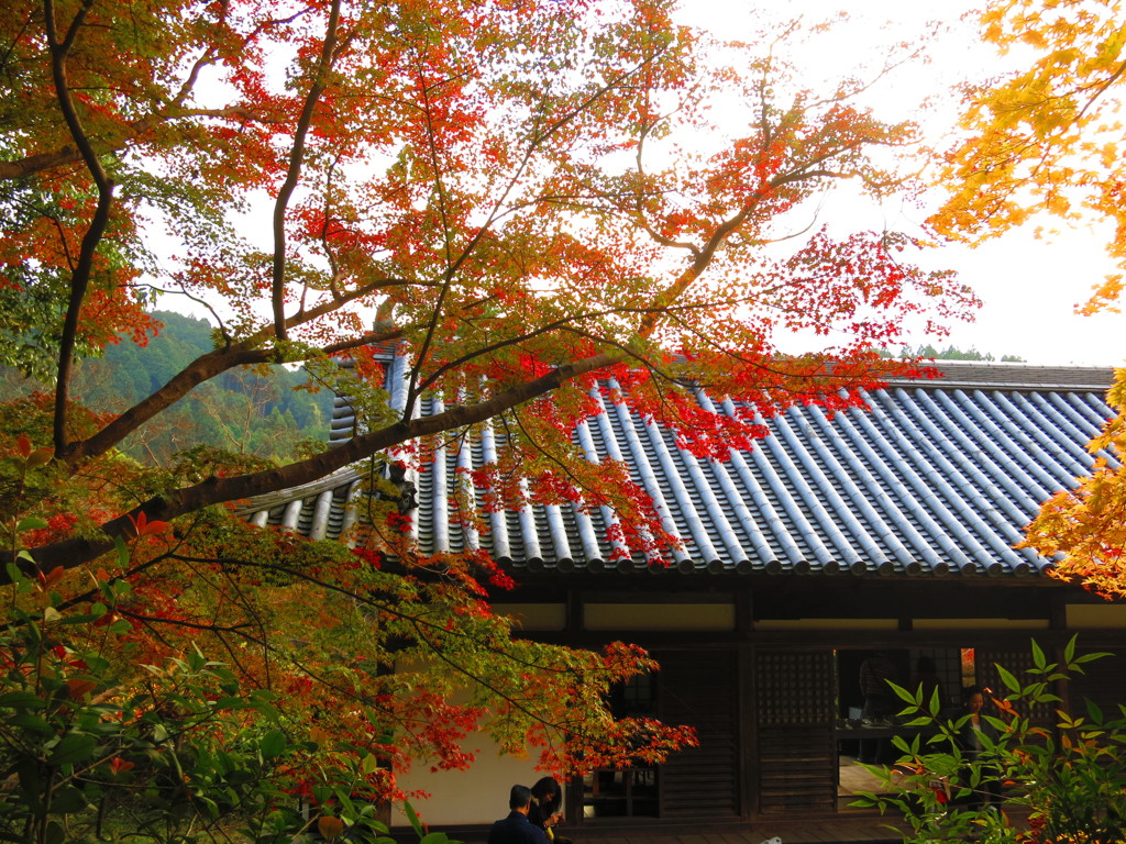 紅葉　観心寺IMG_3473