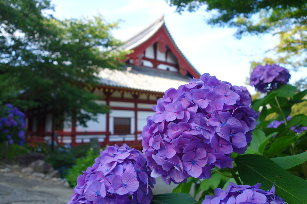 矢田寺DSC09586