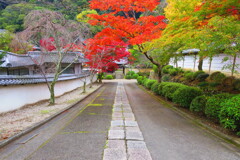 天野山金剛寺紅葉　令和元年IMG_9941