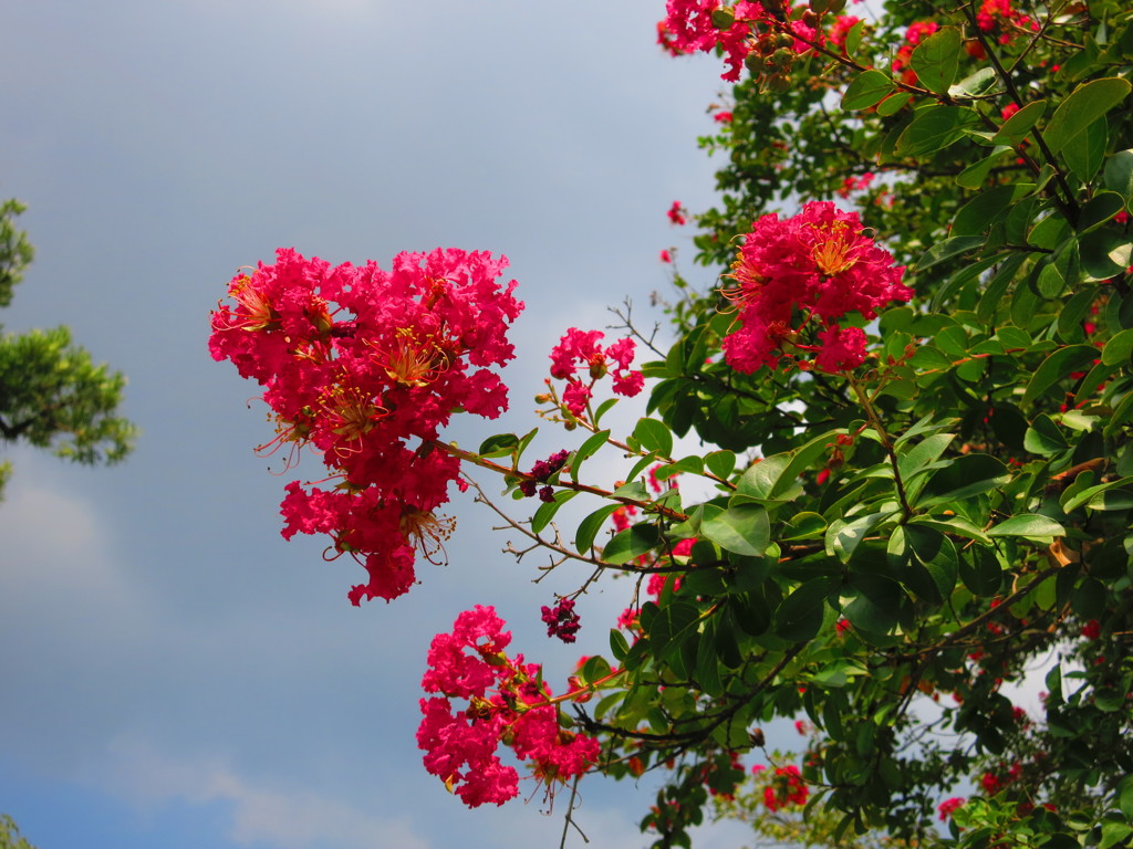 夏の花IMG_2384