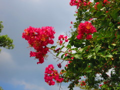 夏の花IMG_2384
