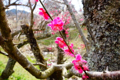 DSC02446