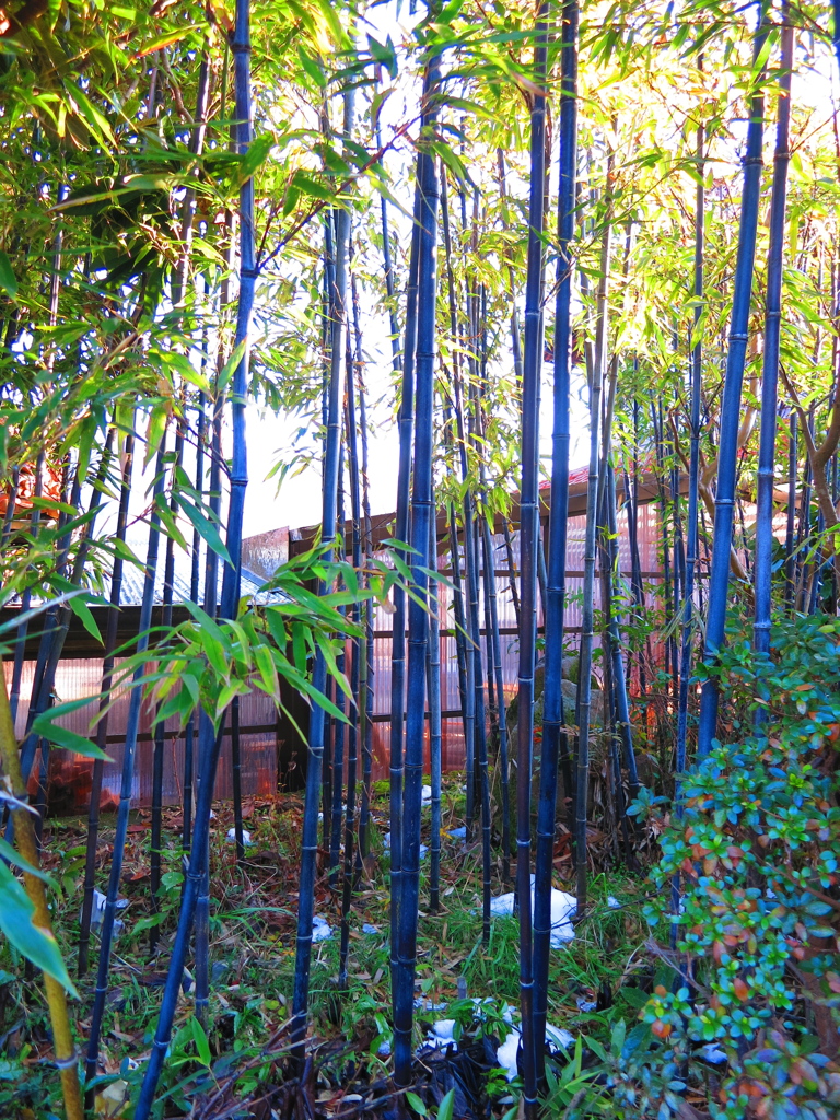 竹林IMG_4424