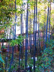 竹林IMG_4424