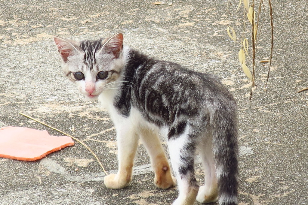 野良の小猫