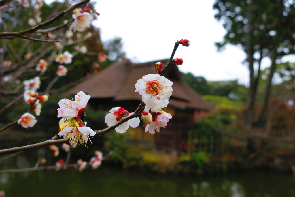 梅宮神社IMG_0148