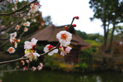 梅宮神社IMG_0148