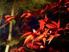 DSC07586
