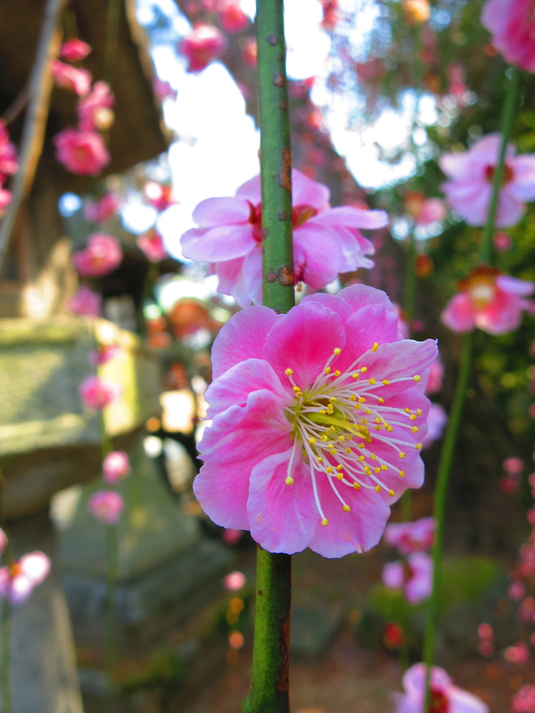 梅の花IMG_5795