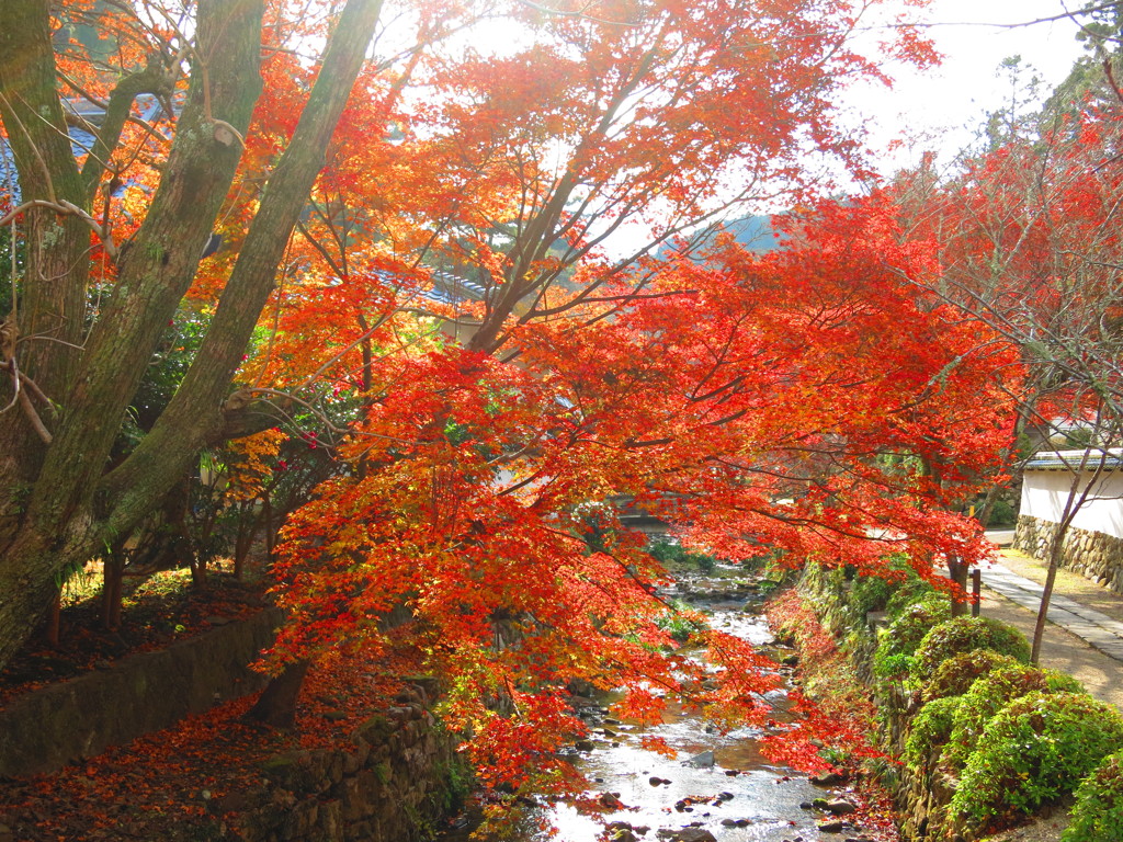 天野山金剛寺　紅葉IMG_3833
