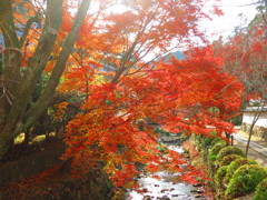 天野山金剛寺　紅葉IMG_3833