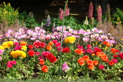 花壇　DSC07920