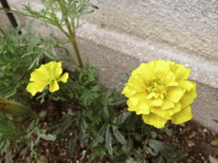 花IMG_0689
