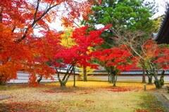 天野山金剛寺紅葉　令和元年IMG_9964