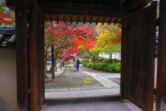 天野山金剛寺紅葉　令和元年IMG_9934