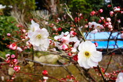 DSC02500