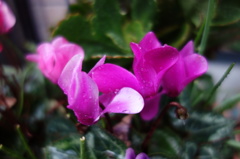 鉢の花