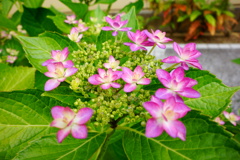 DSC08550