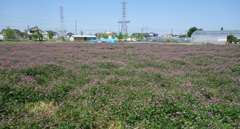 蓮華畑