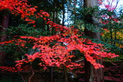 湖東三山　西明寺DSC01423