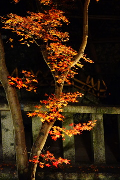 DSC07583