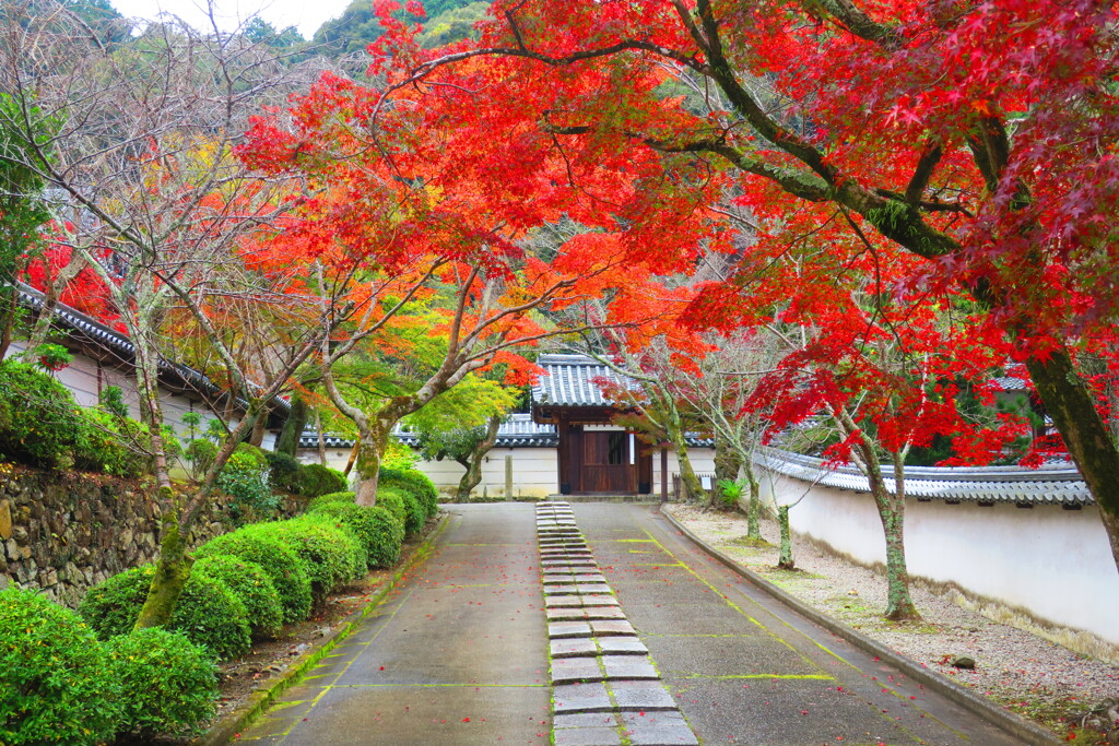 天野山金剛寺紅葉　令和元年IMG_9918