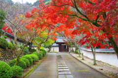 天野山金剛寺紅葉　令和元年IMG_9918