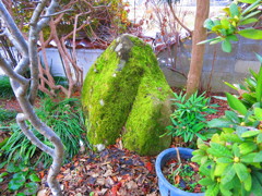 苔IMG_4533