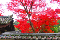 天野山金剛寺紅葉　令和元年IMG_0012