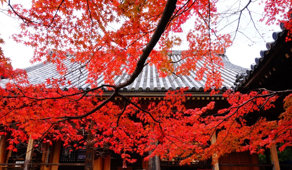 松尾寺DSC06414